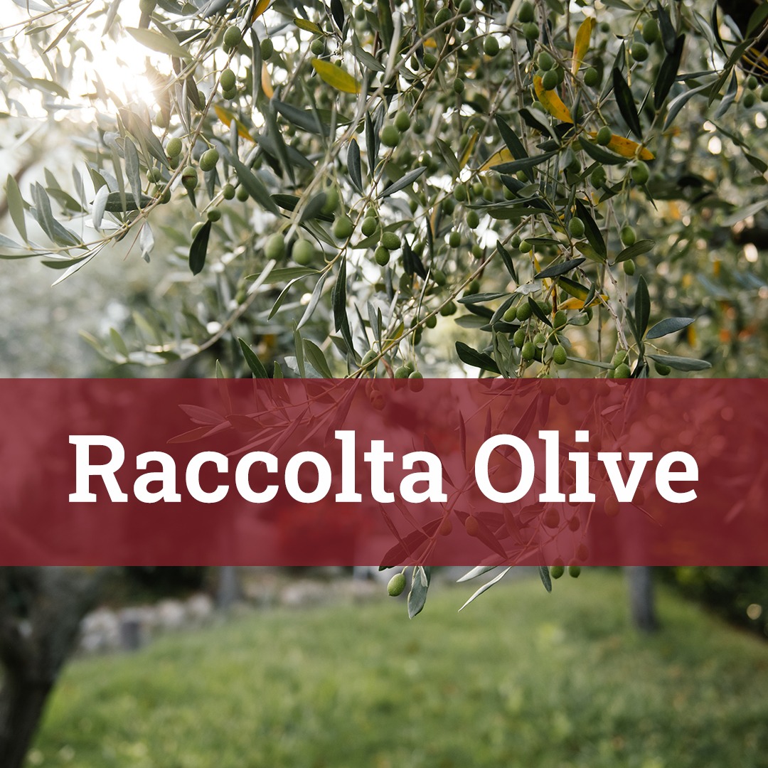 Brucatura e Raccolta delle Olive