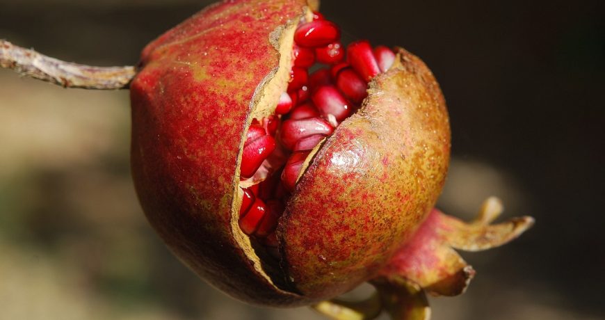 melograno potatura allevamento